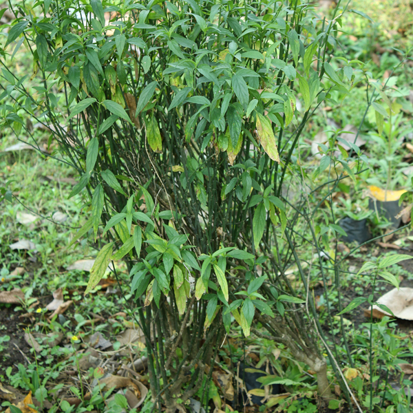 พญายอ Clinacanthus nutans (Burm. f.) Lindau BGO Plant Databaseฐาน